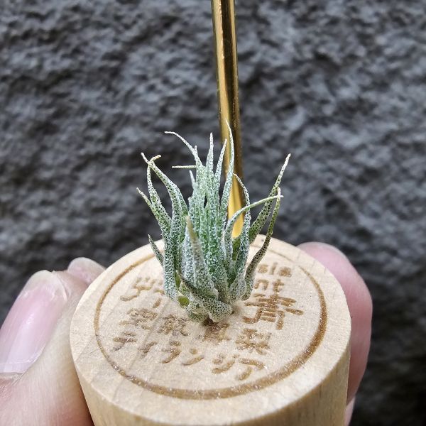 S燒(台產芽)/Tillandsia sprengeliana(Europe) 