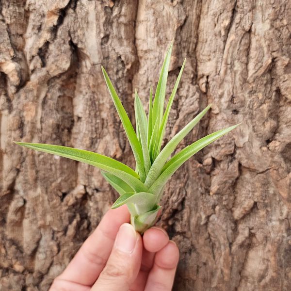 貝克利×空可樂/Tillandsia Brachycaulos × Concolor 