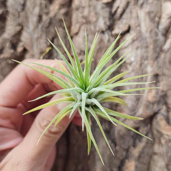 相撲小精靈-白花/Tillandsia Ionantha Suno Size White 