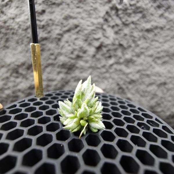 雪鵝×銀冰(叢7頭)/Tillandsia SP. × chiletensis 