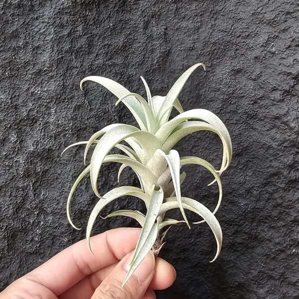 玫瑰/Tillandsia Roseoscapa 