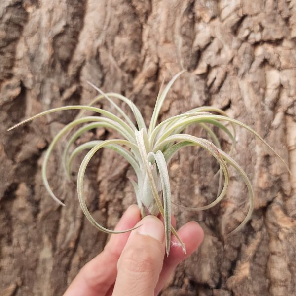 歡樂跳耀(RFI)/Tillandsia Jumping for Joy 