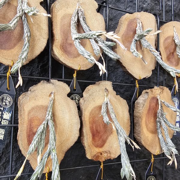 國際彈頭(不挑株) Tillandsia pedicellata(TI) 早期國際以彈頭名稱進口品項，相較近期進口的品項，較閉合銀葉 