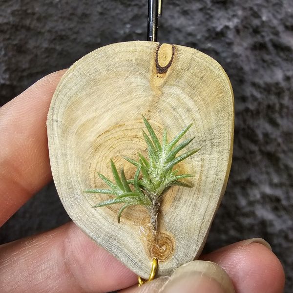 卡畢小型(圖二可參考成長型態)Tillandsia capillaris 