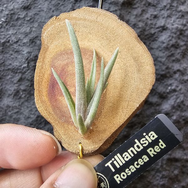 rosacea(紅色型)/Tillandsia rosacea Red 
