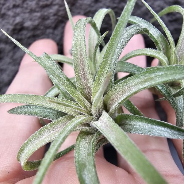 獵食者小精靈-雨林(葉間顯色)/Tillandsia ionantha Predator(RFI) 