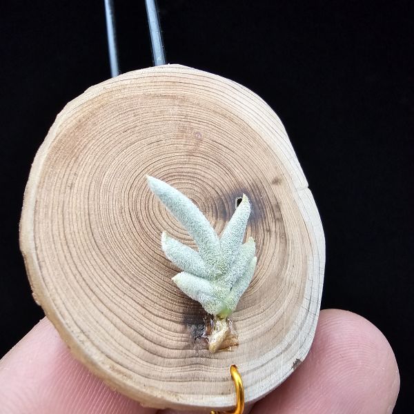 卡畢拉瑞斯(玫瑰)Tillandsia capillaris Rose Flower 
