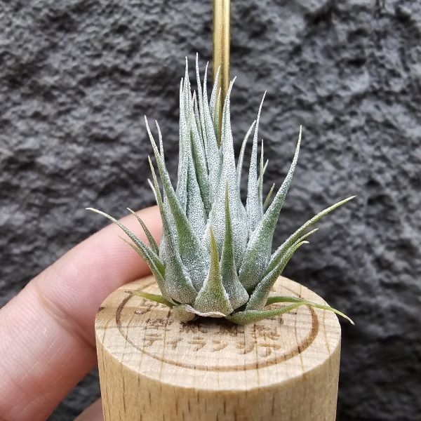 K燒/Tillandsia Kautskyi(Europe) 