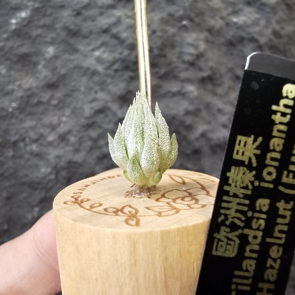 歐洲榛果/Tillandsia ionantha Hazelnut (Europe) 