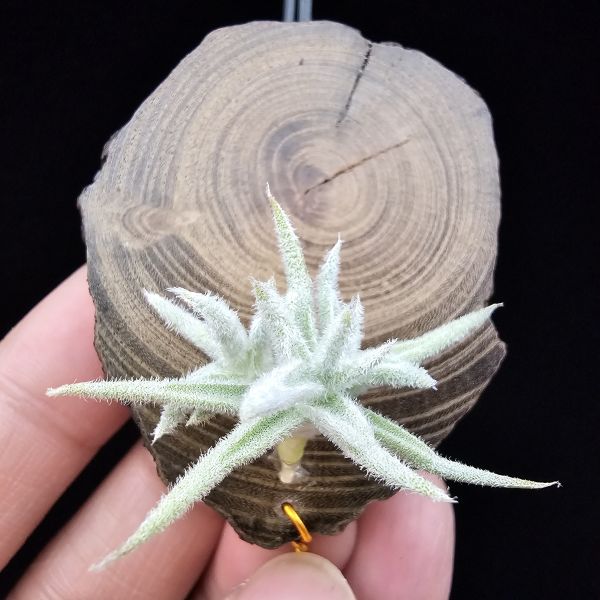 矮種粗糠/Tillandsia paleacea Enano(Europe) 