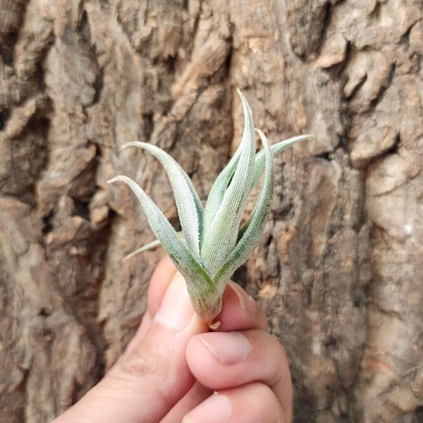 白劍/Tillandsia Xiphioides 