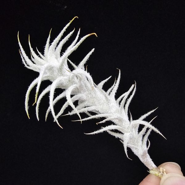 小白龍/Tillandsia stellifera 