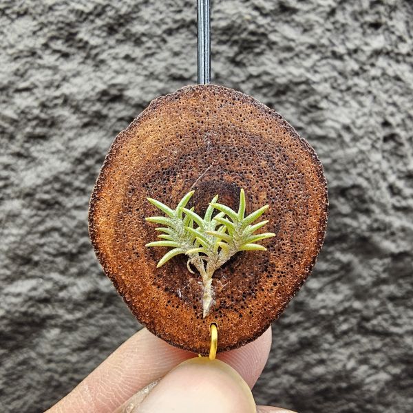 Tillandsia capillaris lottes 