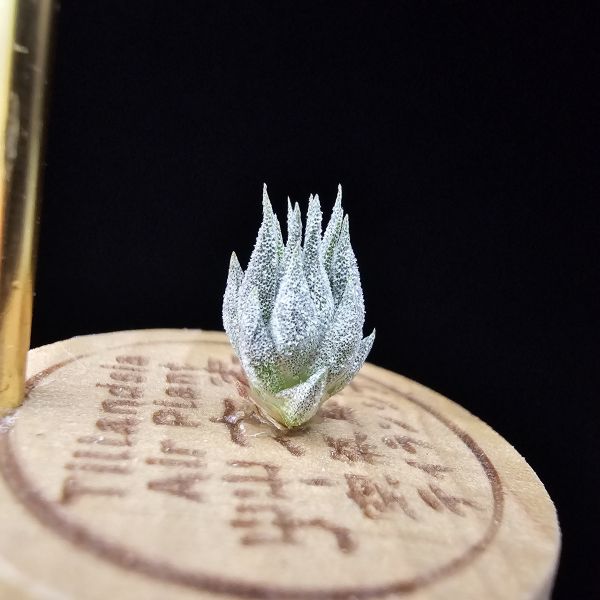 榛果精靈紫星/Tillandsia ionantha Hazelnut 'Stiff Purple Star' 