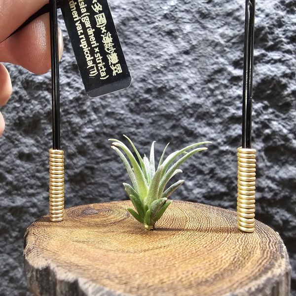 (薄紗×多國)×薄變/Tillandsia (gardneri × stricta) × gardneri var. rupicola(TI) 