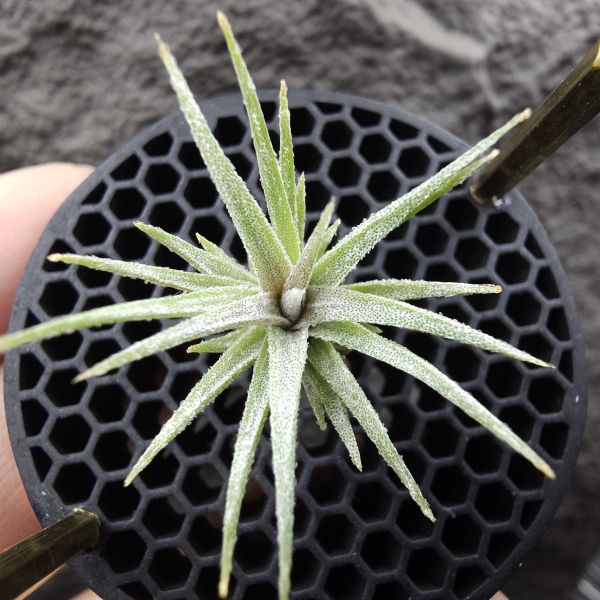 初戀 × 迷你電捲/Tillandsia arequitae × diguetii 