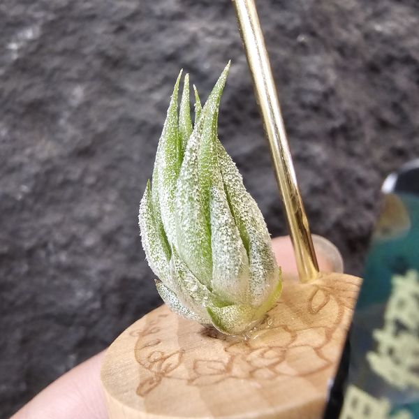 歐洲榛果(特殊)/Tillandsia ionantha Hazelnut (Europe)先前上架一掃而空的特殊個體，實際相較與一般的歐洲榛果有明顯差異，成株會更有肉感也大型些！早期由歐洲取得單一母株栽培的後代植株！ 