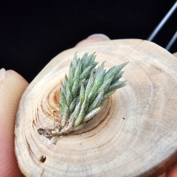 彈頭(阿根廷)/Tillandsia pedicellata(Argentina) 