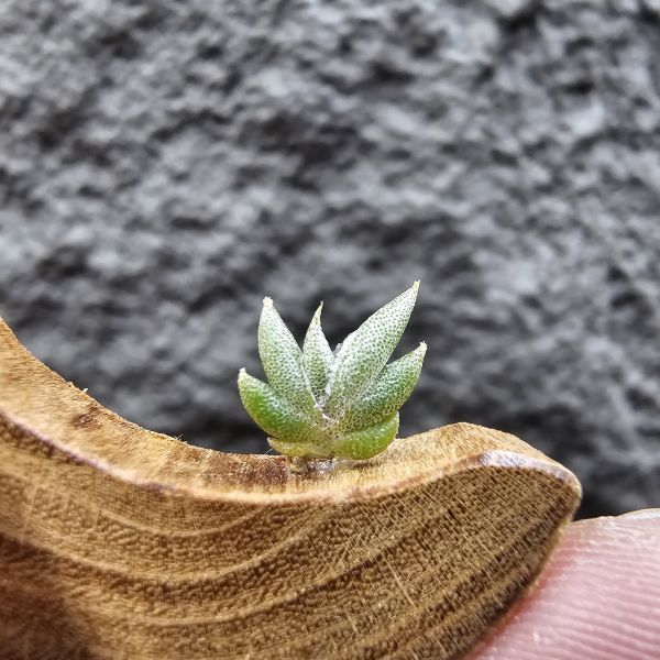 吉利/Tillandsia gilliesii forma major seedling 