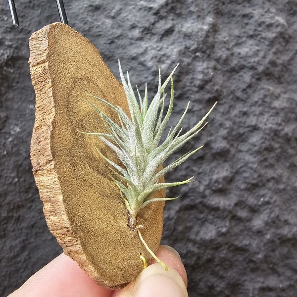 草皮變異・捷克(成株)/Tillandsia tricholepis var. macrophylla(CZ) 