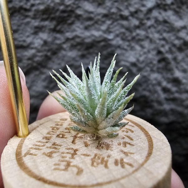 雨林AP×長莖minor(From JoLi)/Tillandsia ionantha Apretado × ionantha van. minor form 
