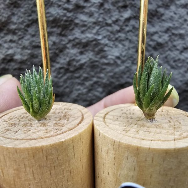 銀冰×海膽(M不挑株)/Tillandsia chiletensis × fuchsii  v. fuchsii 