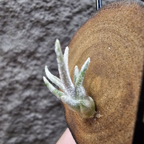 滷肉×子彈/Tillandsia novakii × mitlaensis~圖四、五參考母株顯色 