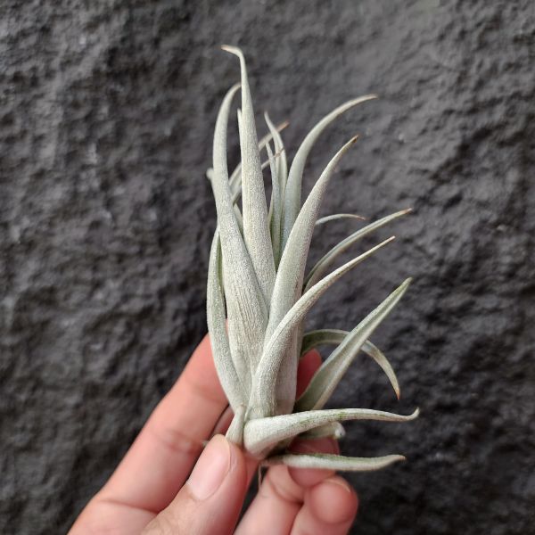 卡溫斯基/Tillandsia karwinskyana large 