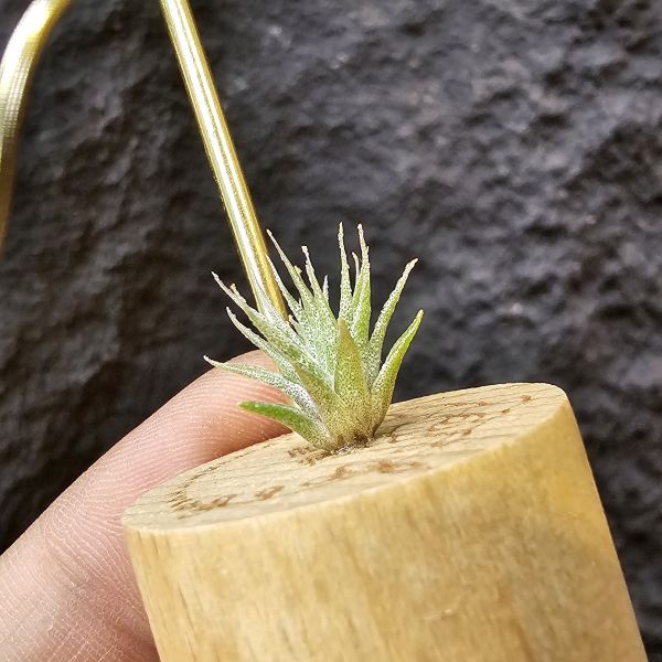 BC實生~會顯色(史蒂夫)/Tillandsia Bea Correale seedling(Steve) 