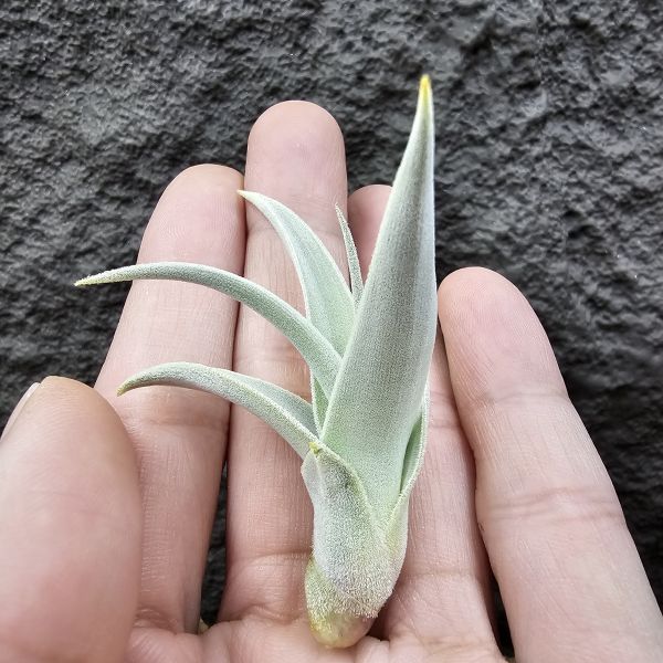 德K白天鵝X？(圖四、五母株參考)/Tillandsia barfussii X？(KK)德國農場相當高價的大型白天鵝！母株購買時近3W，具描述可能是與雪鵝SP.的交種，與常見的白天鵝相較看似有偏白些，有無差異則依個人的主觀判斷覺得有收藏價值在購買！ 