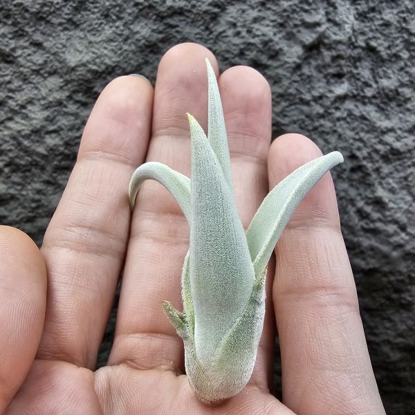 德K白天鵝X？(圖四、五母株參考)/Tillandsia barfussii X？(KK)德國農場相當高價的大型白天鵝！母株購買時近3W，具描述可能是與雪鵝SP.的交種，與常見的白天鵝相較看似有偏白些，有無差異則依個人的主觀判斷覺得有收藏價值在購買！ 