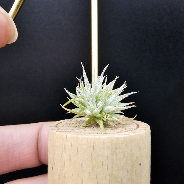 米妮綴化小精靈/Tillandsia ionantha mini mouse 