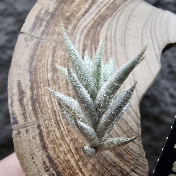 布雷爾(成株尺寸)/Tillandsia brealitoensis(Argentina) 