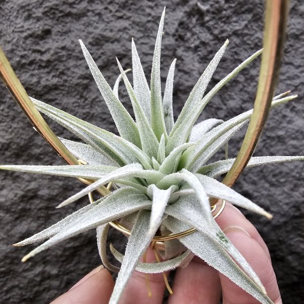薄紗×多國/Tillandsia (gardneri × stricta)~從芽養到多葉尺寸，都需要時間~ 