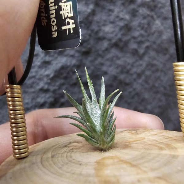白天鵝 × 紅小犀牛/Tillandsia barfussii × pruinosa 