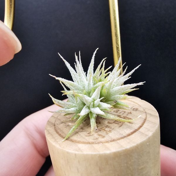 米妮綴化小精靈/Tillandsia ionantha mini mouse 