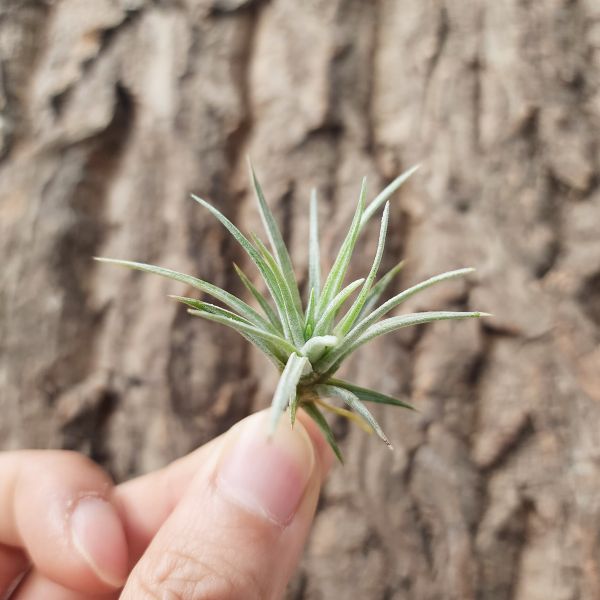尤利＆刺蝟/Tillandsia Utriculata v. Prengelii 