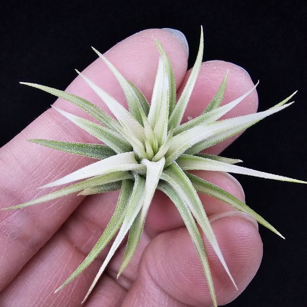 阿伯小精靈(藝)/Tillandsia ionantha Albo-Marginata 