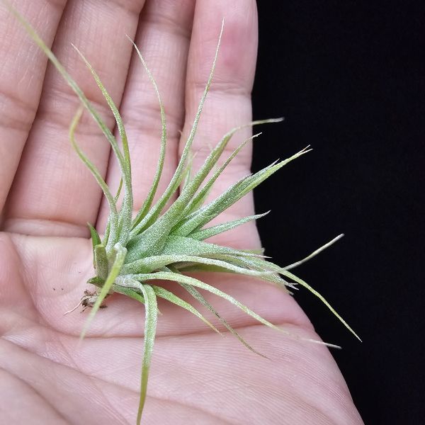 旋風大開曼×電捲燙(長大很美)/Tillandsia flexuosa Grand Cayman × streptophylla~旋風大開曼交種好像都不令人失望！圖四、五較大植株參照！ 