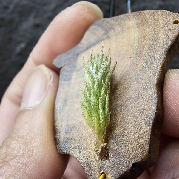 彈頭SP.-野採/Tillandsia pedicellata SP. (Argentina) 