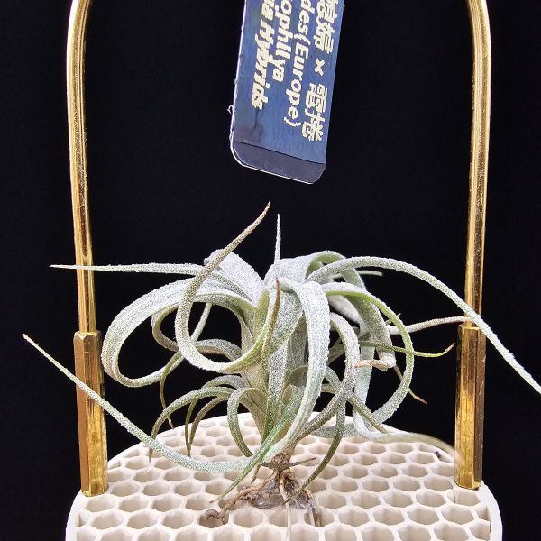 歐洲毛媳婦×電捲燙/Tillandsia xiphioides(Europe) × streptophllya~圖五、六較大植株參照！ 