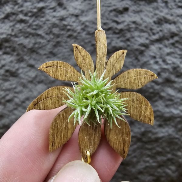 草皮鳳(實生叢)/Tillandsia tricholepis seedling 