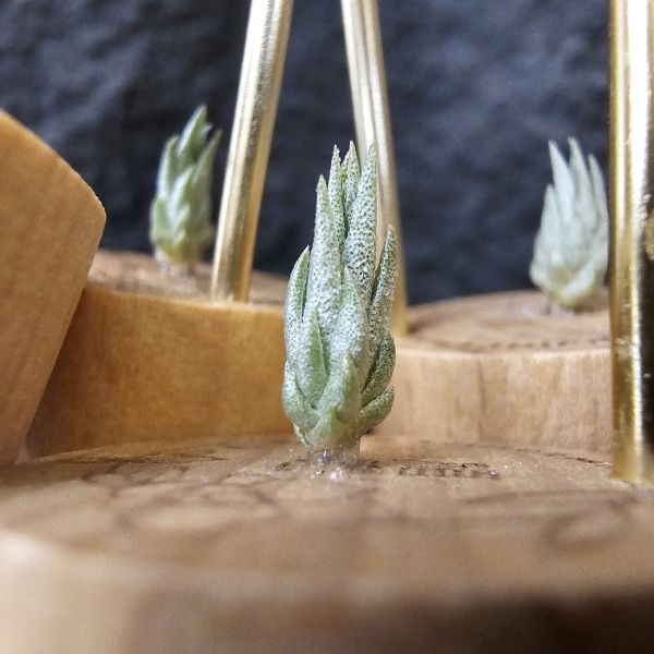 歐洲阿Q × 墨西哥電捲(s不挑株)/Tillandsia arequitae × streptophylla Mexico 