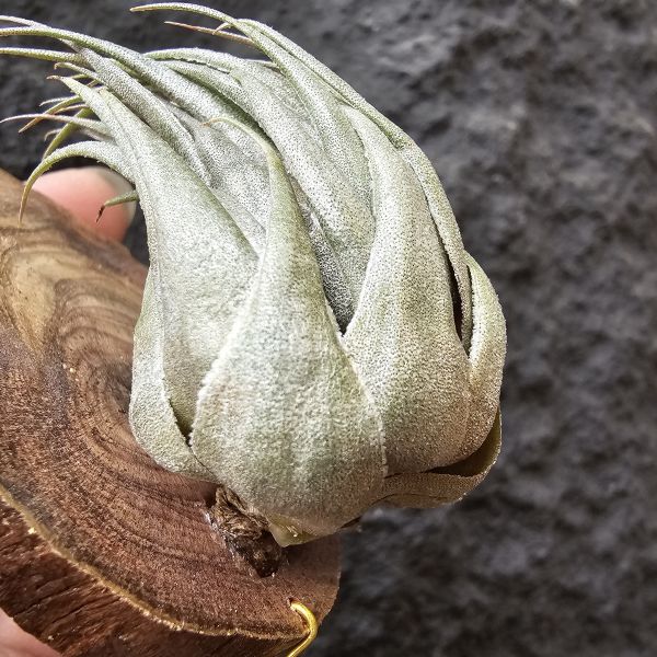 K燒(特大尺寸)/Tillandsia kautskyi 
