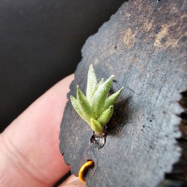 布雷爾利托西斯(S尺寸)/Tillandsia brealitoensis~重油耐用"降真木"板材! 