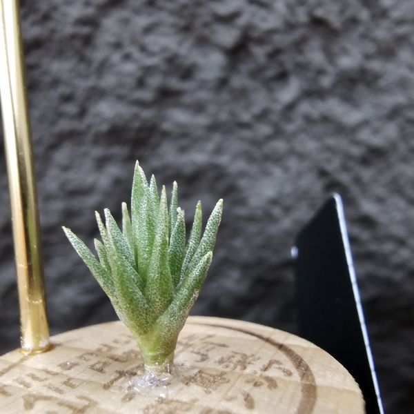 黃花媳婦(xip)×河豚/Tillandsia xiphioides var. lutea × ehlersiana 