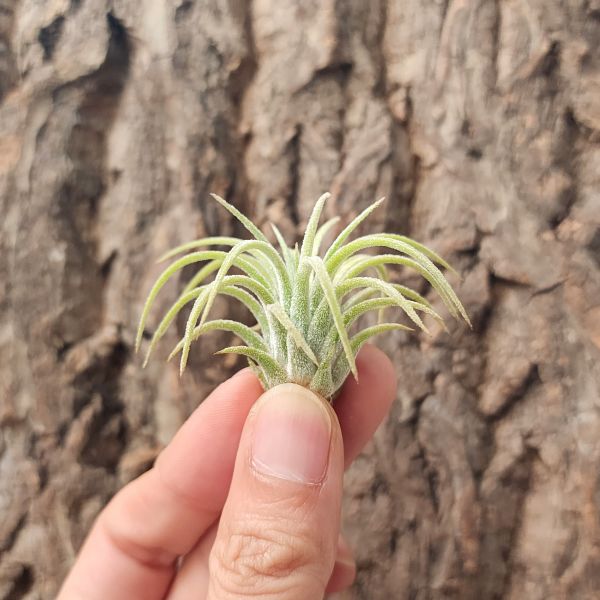 捲葉小精靈/Tillandsia Ionantha Curly Ieaf 