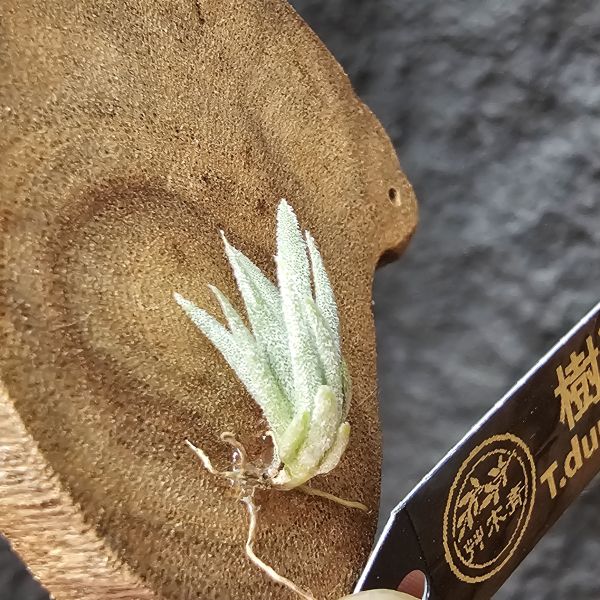 樹猴-實生苗小小的上木可愛一下，長大在請下木吧~/Tillandsia duratii seedling 