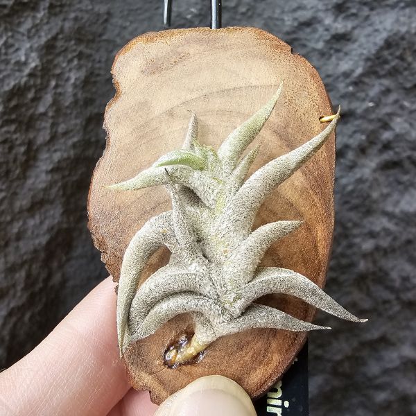 赫塔minor(上木尺寸較大)/Tillandsia Hirta minor~與一般尺寸的赫塔magio差別為minor的成株尺寸小一半、葉片較肥短~ 