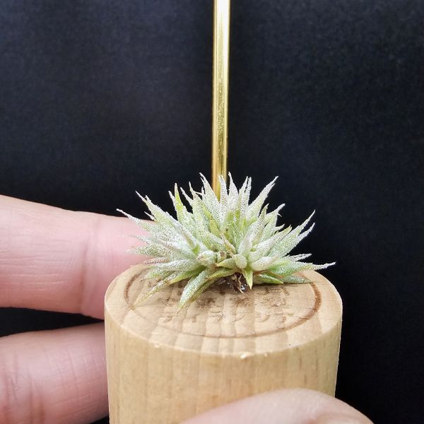 米妮綴化小精靈/Tillandsia ionantha mini mouse 